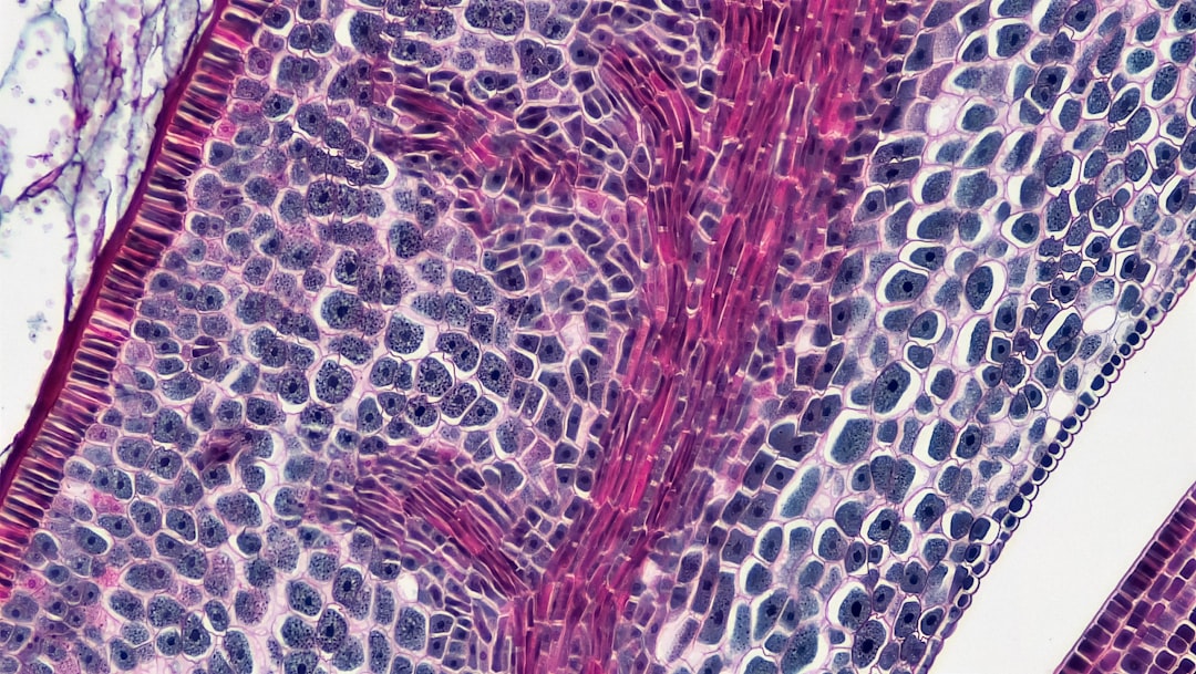 Photo bioidentical hormones